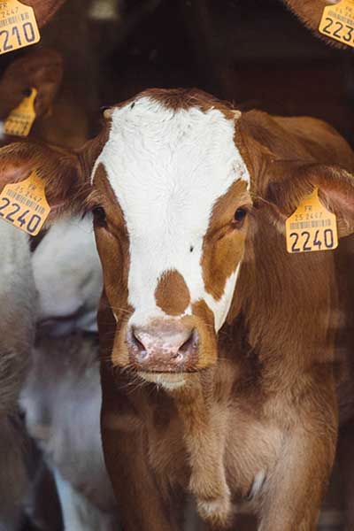 Свежие поставки