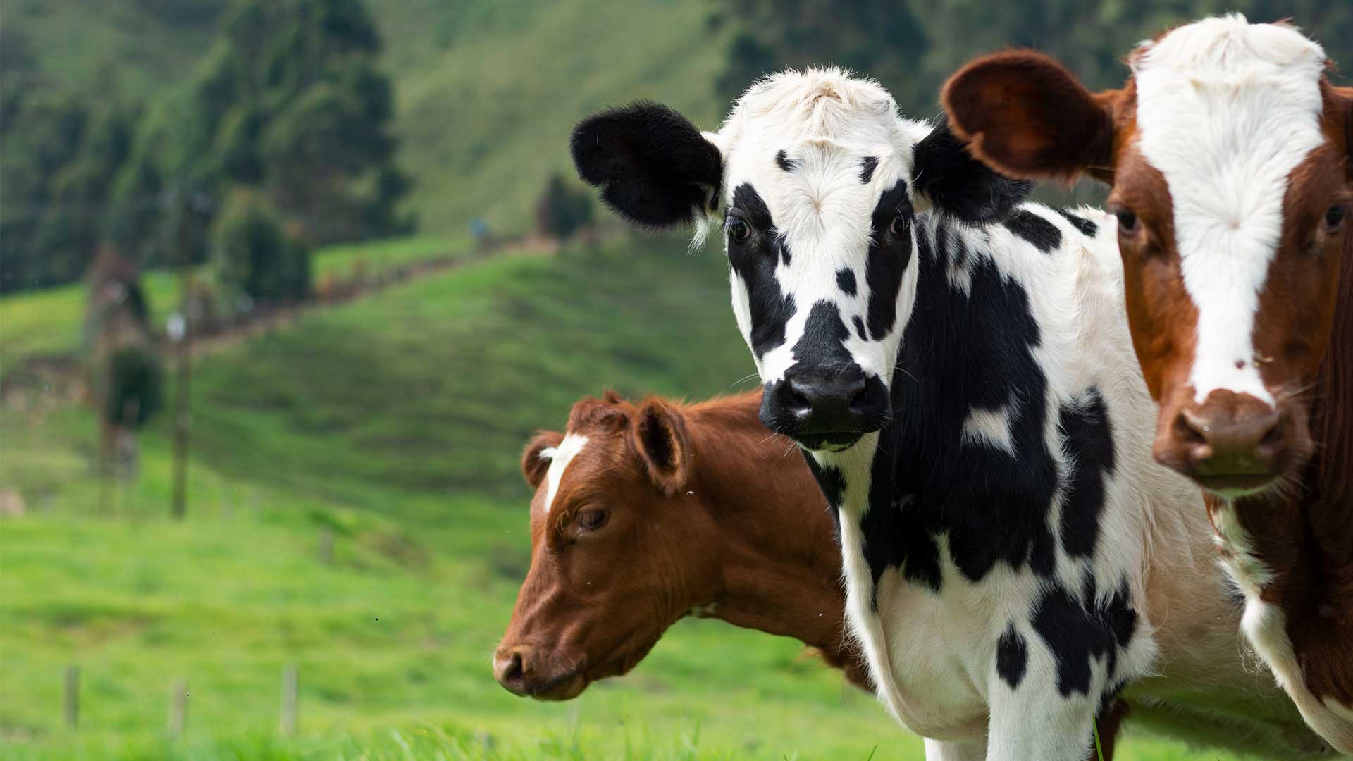 Молочная ферма