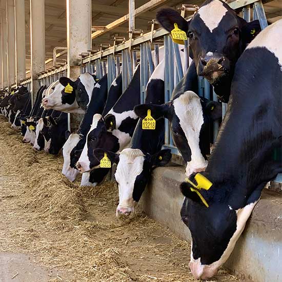 Фермерские животные